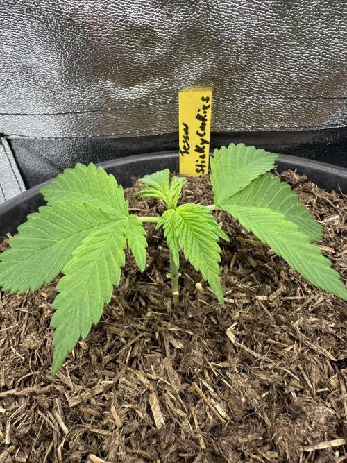 Triploid Seed Test Cookie Queen Tessa. Week 3 - Day 17 after measure