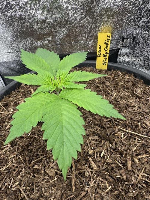 Triploid Seed Test Cookie Queen Tessa. Week 3 - Day 18