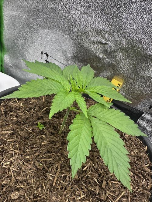 Triploid Seed Test Cookie Queen Tessa. Week 3 - Day 20you see a piece of leaves at the ground.That was cutted on the oldLST area