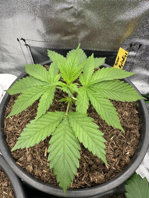 Triploid Seed Test Cookie Queen Tessa. Week 3 - Day 21 we finish the 3 week