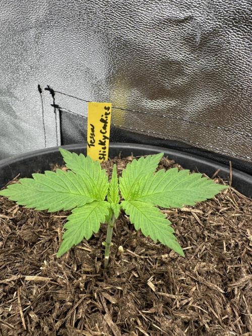 Triploid Seed Test Cookie Queen Tessa. Week 3 - Day 15