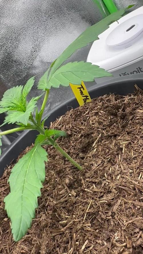 Automatic Grow EVA