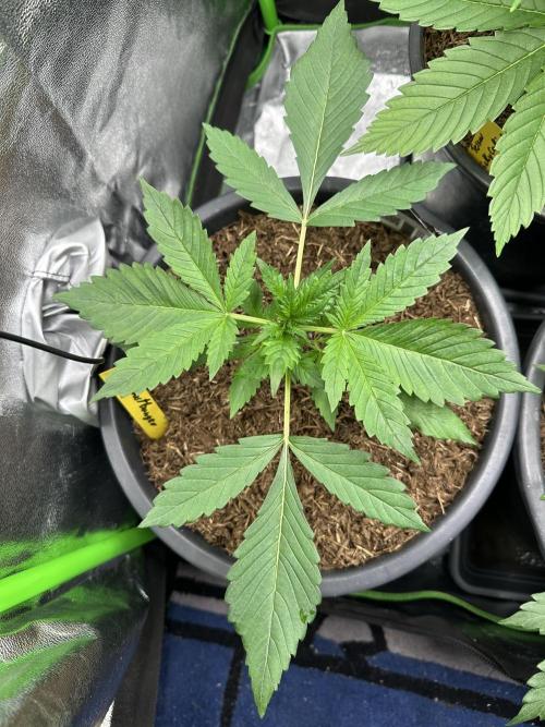 Automatic Grow EVA. Week 3 - Look how Beautiful she is from the top?!? 