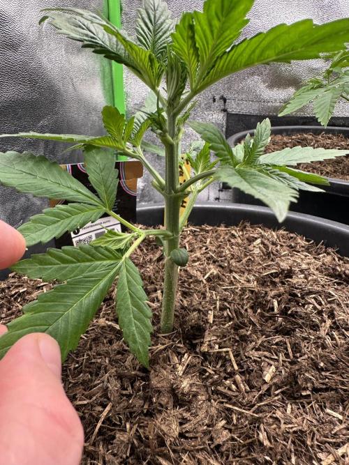 Automatic Grow EVA. Week 3 - She look like nude after that ;-)