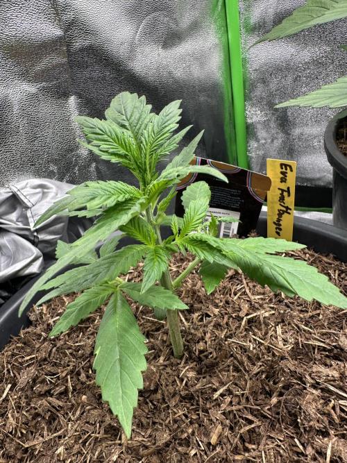 Automatic Grow EVA. Week 3 - Day 18 Regeneration 