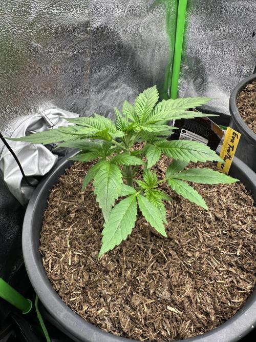 Automatic Grow EVA. Week 3 - Day 20