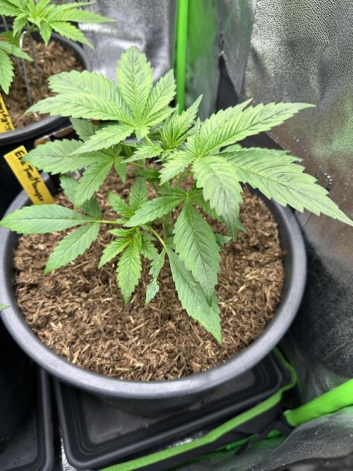 Automatic Grow EVA. Week 3 - Day 21