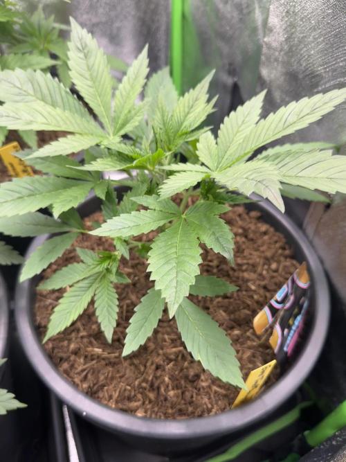 Automatic Grow EVA. Week 3 - She is bigger than her Sisters at the Same time. Eva close the week 3 like this