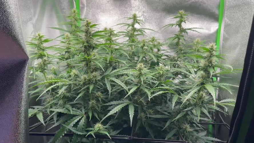 My first grow with Tamara