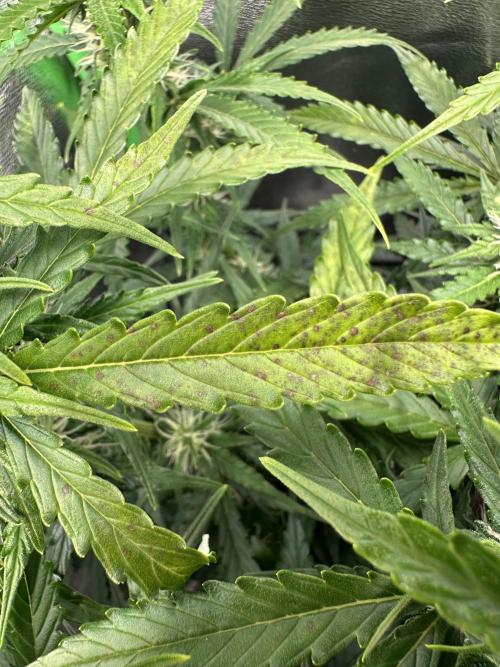 My first grow with Tamara. Week 8 - You can see it,it’s because5 days onlyWater without fertilizer and to much light