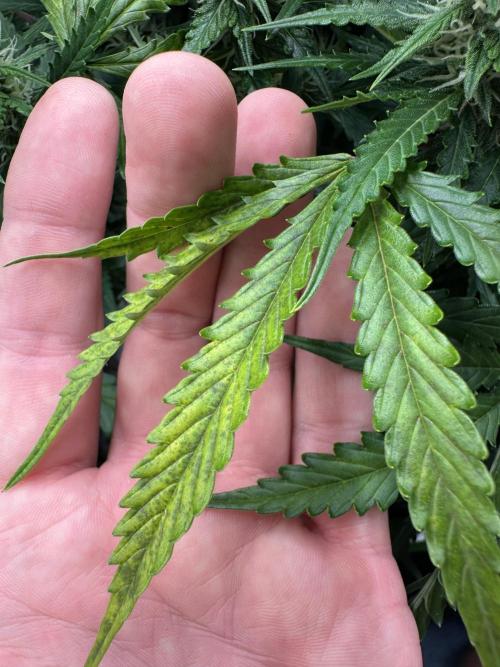 My first grow with Tamara. Week 8 - I have give her 20 hours full 150 Watt light…that was to much. It’s dangerous