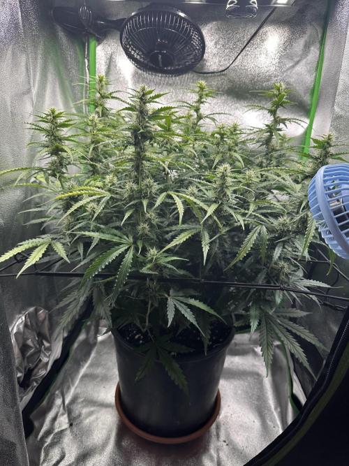 My first grow with Tamara. Week 8 - Day 53 Regeneration time for Tamara, but she will never be the same…