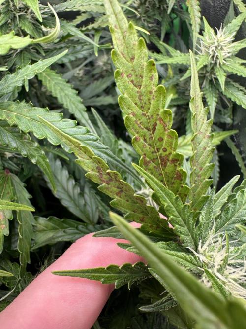 My first grow with Tamara. Week 8 - Like before. It was my mistake but sorry Tamara is my first grow with you.