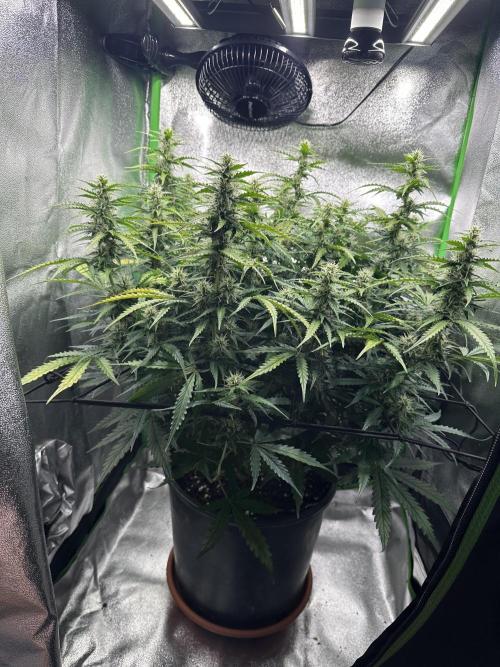 My first grow with Tamara. Week 8 - Day 54