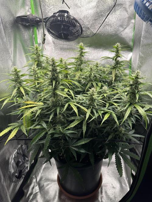 My first grow with Tamara. Week 8 - Day 55