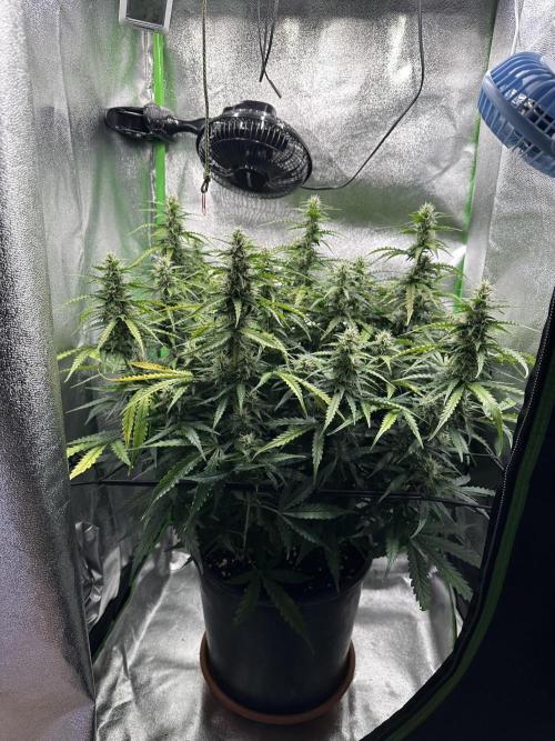 My first grow with Tamara. Week 8 - Day 56 you can see from the side it isn’t become worse…