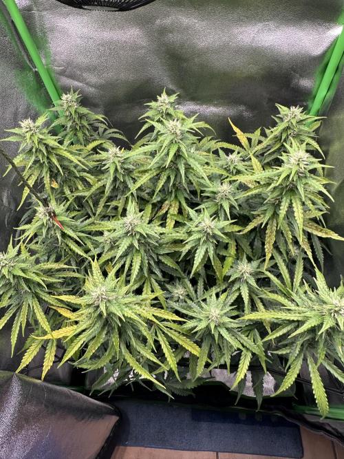 My first grow with Tamara. Week 8 - We take a look from above… she is Looking more damage than a week before