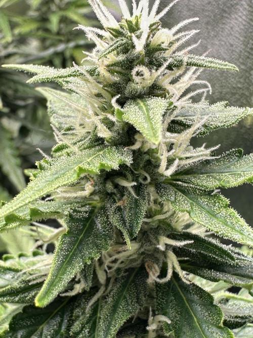 My first grow with Tamara. Week 8 - The nicest thing are her Flowers … what a beauty