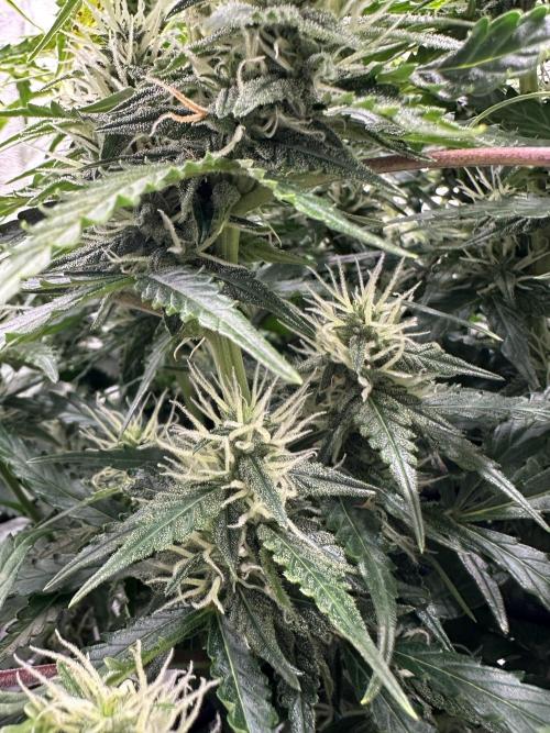 My first grow with Tamara. Week 8 - And Tamara has a lot of flowers ^^