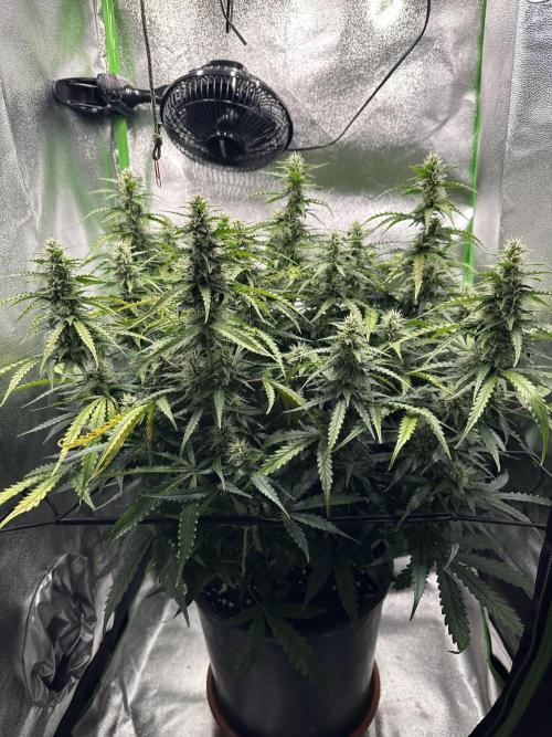 My first grow with Tamara. Week 8 - Day 57 we will take a look closer to her flowers.