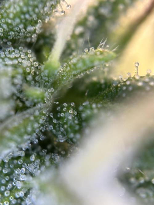 My first grow with Tamara. Week 8 - Wow…it’s a amazing pic seeing her produced Trichome. So she close her week.