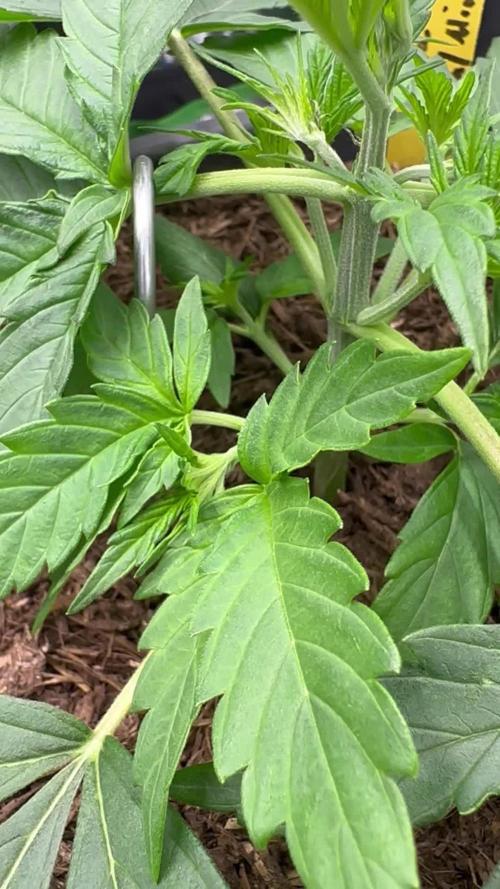 Community Grow Oct 2025 ELSA