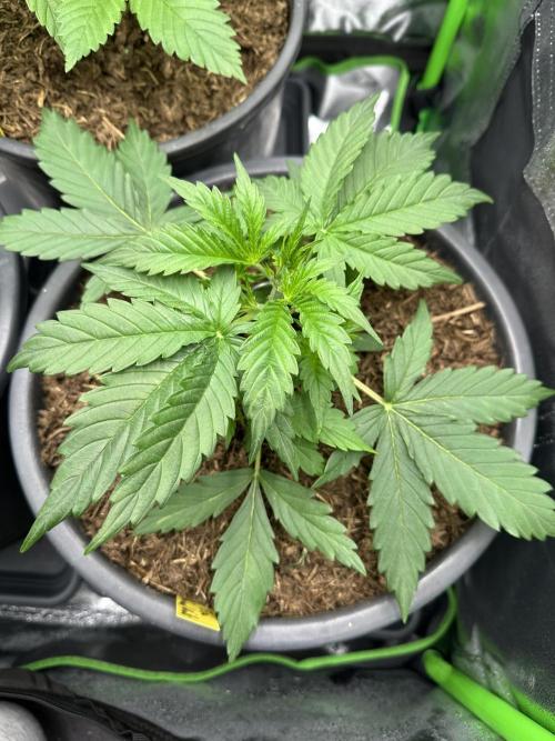 Community Grow Oct 2025 ELSA. Week 4 - this week ^^. But first you See how she relax after her little LST. 