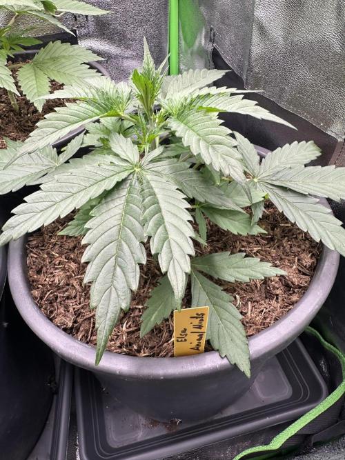 Community Grow Oct 2025 ELSA. Week 4 - Day later she Looks amazing and don’t see grow cling‘s through her leaves