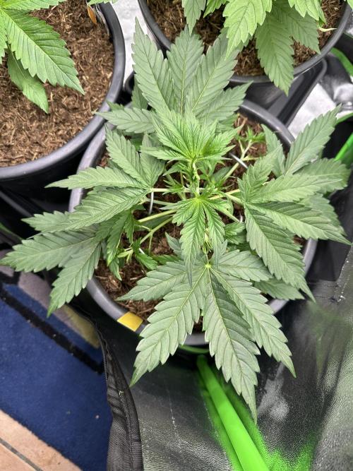 Community Grow Oct 2025 ELSA. Week 4 - Next day I fix more clings on Elsa‘s leaves because the little shoots need light