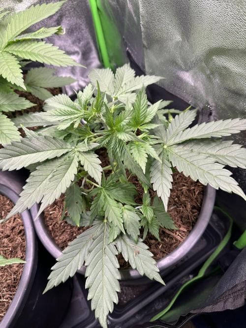 Community Grow Oct 2025 ELSA. Week 4 - But day later the leaves are too big and I do something I never thought