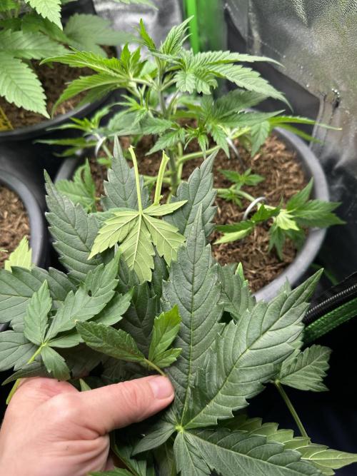 Community Grow Oct 2025 ELSA. Week 4 - I Cut some (more) leafes and my Little Princess could be a little bit angry