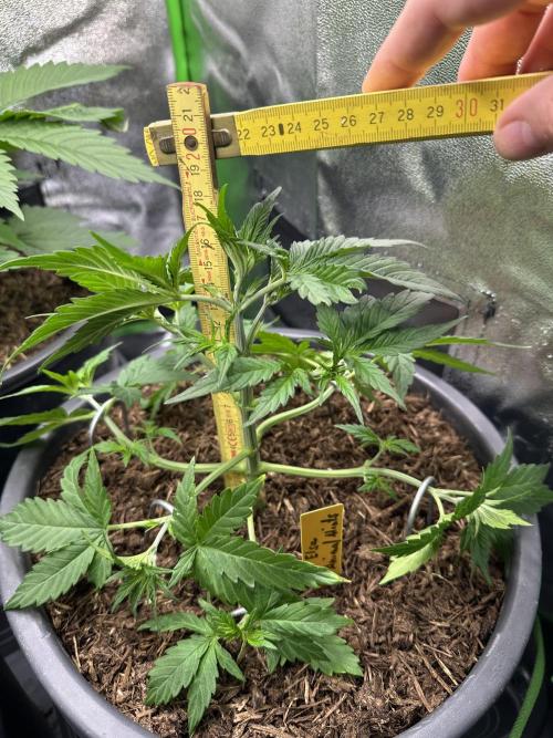 Community Grow Oct 2025 ELSA. Week 4 - When I measure after that, you see that she loses many leaves.