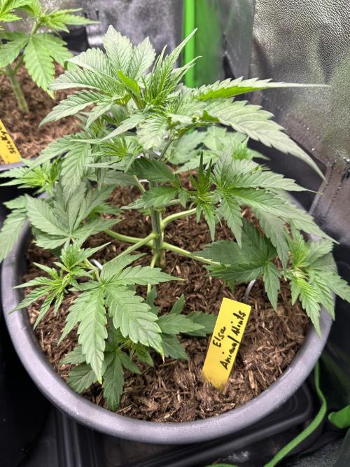 Community Grow Oct 2025 ELSA. Week 4 - Day after the (high) LST Elsa show me that it wasnt that bad. 