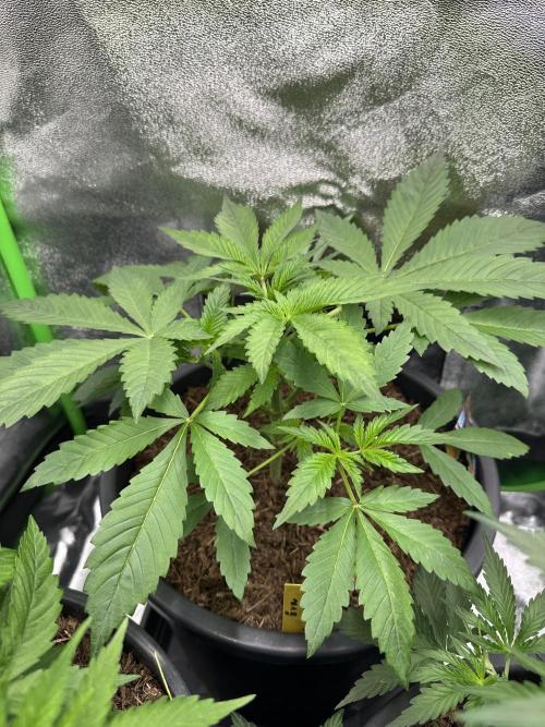 Automatic Grow EVA. Week 4 - Day later she is so big I place her behind in the Box because she need place.