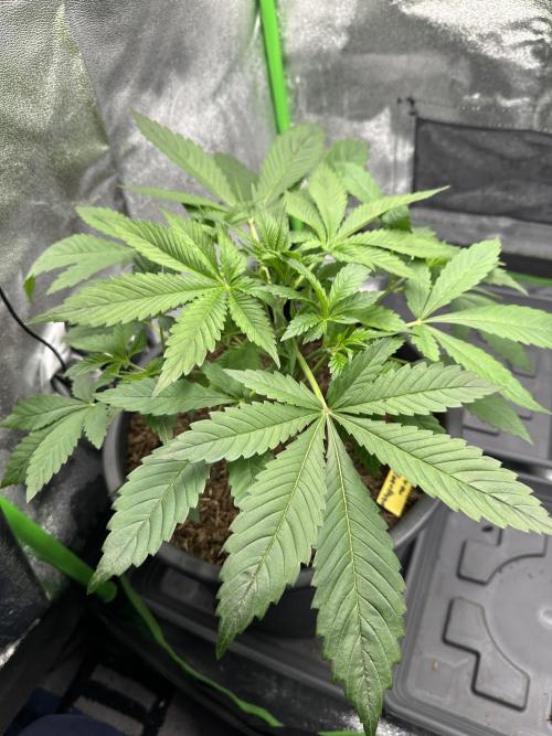 Automatic Grow EVA. Week 4 - Another day later her sisters must leave the Box, because Eve Need more place.