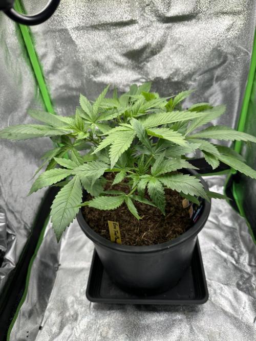 Automatic Grow EVA. Week 4 - Now day later you see she have her own Box and enough place to Go …