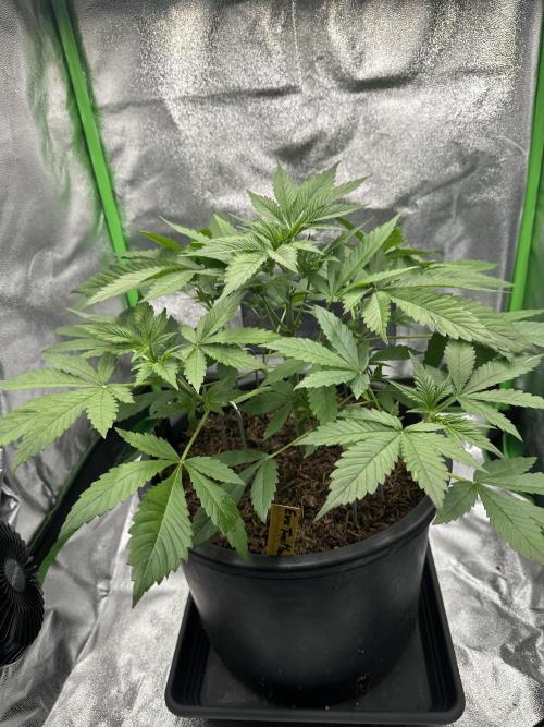 Automatic Grow EVA. Week 4 - …to go … where she should go on day 26… ? Nowhere ^^…