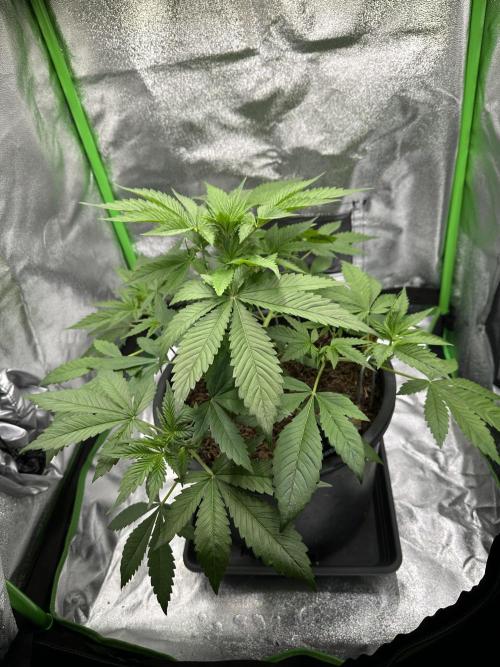 Automatic Grow EVA. Week 4 - …but on day 27th Eva start‘s with her …flower time…