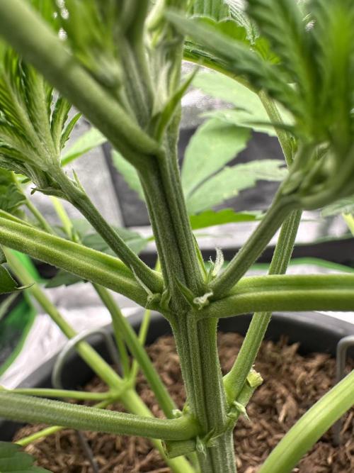 Automatic Grow EVA. Week 4 - Now she is a little woman and started in her Last part being a plant, flowering.