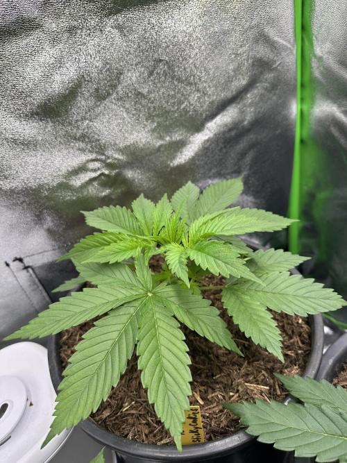 Triploid Seed Test Cookie Queen Tessa. Week 4 - Day later my focus is on her real fresh Green, she looks so amazing with that