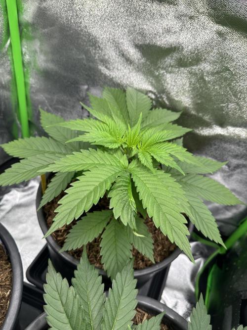 Triploid Seed Test Cookie Queen Tessa. Week 4 - Day later I will check how big she is … Look at her Special Leaf …I love that