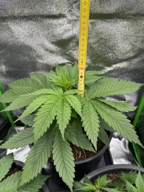 Triploid Seed Test Cookie Queen Tessa. Week 4 - 20 cm is okay for week 4 I think but maybe I can take another LST for her?