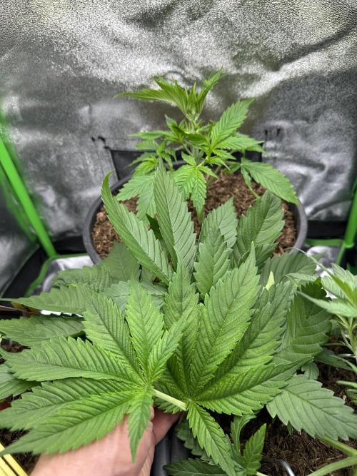 Triploid Seed Test Cookie Queen Tessa. Week 4 - And I do ^^ it‘s the last before I change the light Modus for Tessa