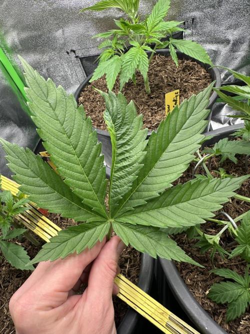 Triploid Seed Test Cookie Queen Tessa. Week 4 - Here are her Special leaf…I love it when mother nature doing things like this