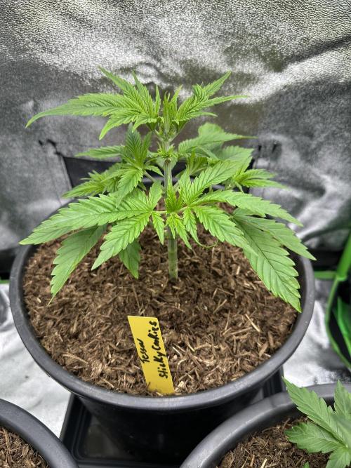 Triploid Seed Test Cookie Queen Tessa. Week 4 - In her new box with light Modus 12/12 Tessa Start her regeneration…day later