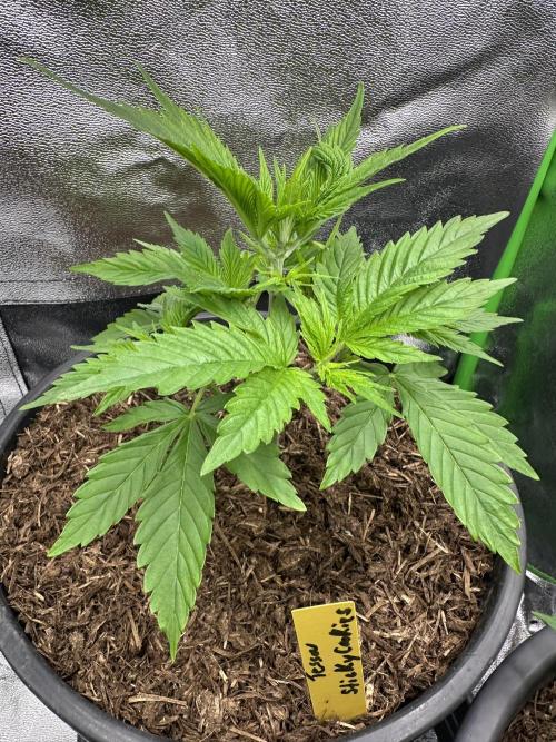 Triploid Seed Test Cookie Queen Tessa. Week 4 - Another day later the new light , light Modus and room are Perfect for Tessa