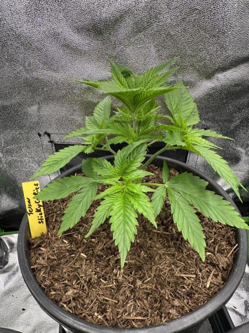 Triploid Seed Test Cookie Queen Tessa. Week 4 - I think a day later something I can do before she start in her Flower Part…;-)