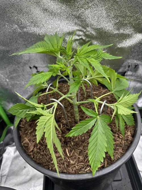 Triploid Seed Test Cookie Queen Tessa. Week 4 - Maybe a Little LST? Yes ^^ and I know, she will do it great and grow into week 5