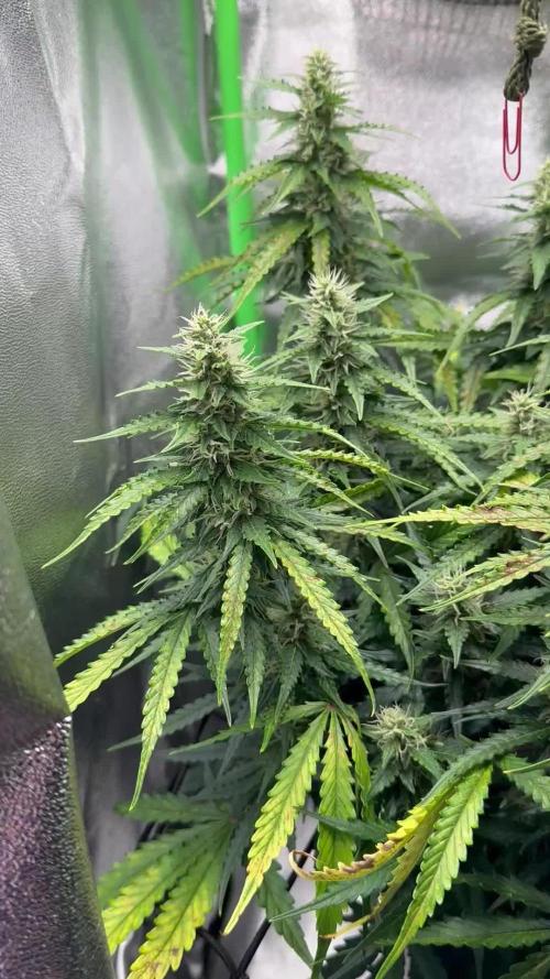 My first grow with Tamara