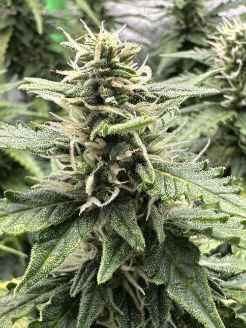 My first grow with Tamara. Week 9 - …and looking also Beautiful at the same time… Tamara is my first plant love